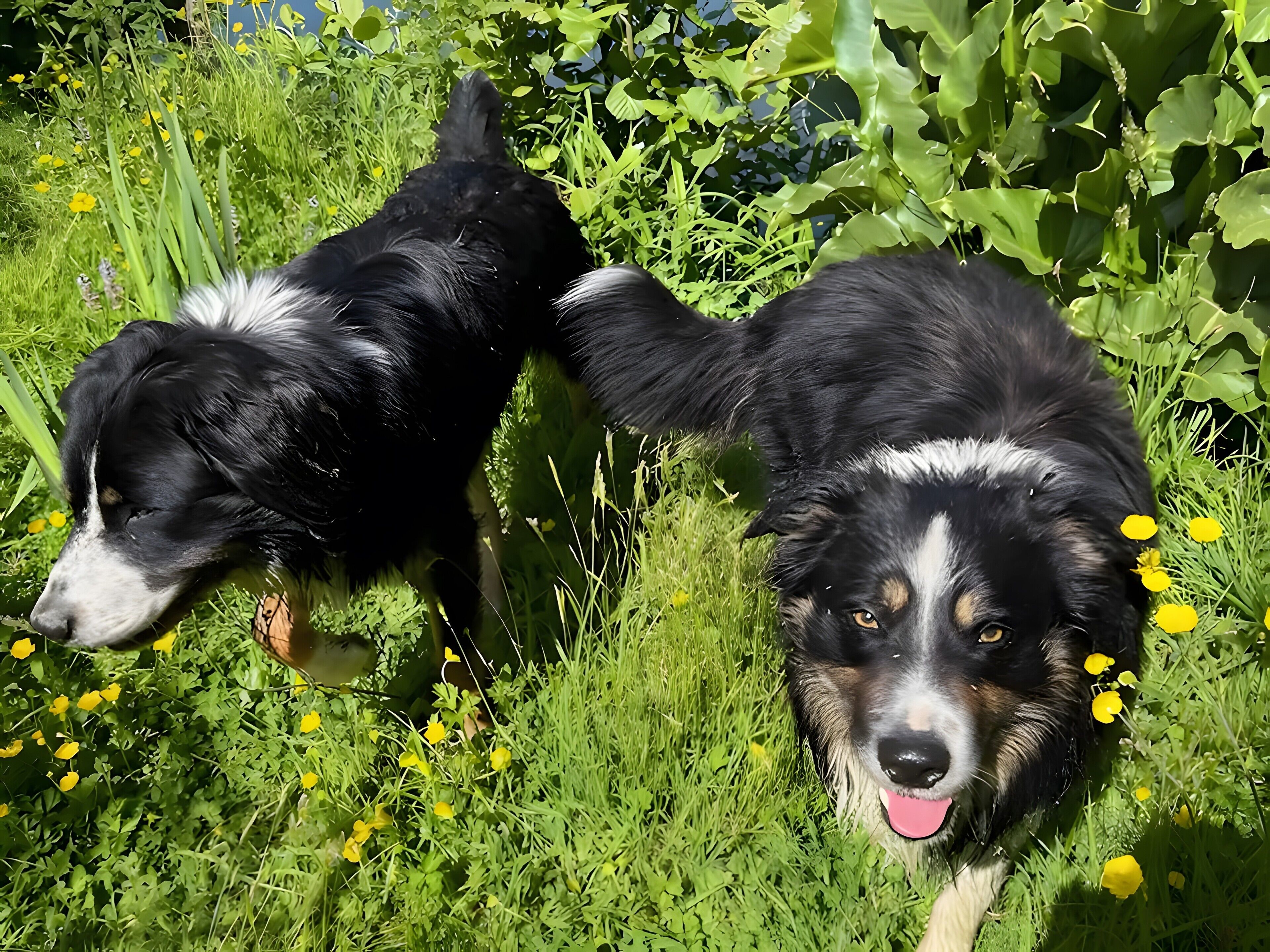 Two dogs in a grassy area with yellow flowers.