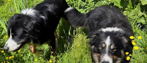 Two dogs in a grassy area with yellow flowers.
