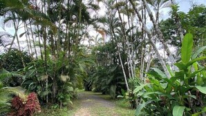 A narrow pathway surrounded by dense tropical vegetation. - Full lodging, lookout point  (Mirador)
