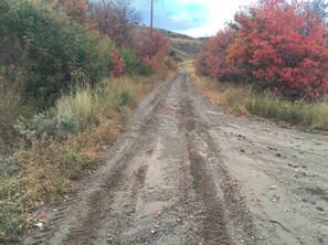 A dirt road flanked by vegetation.