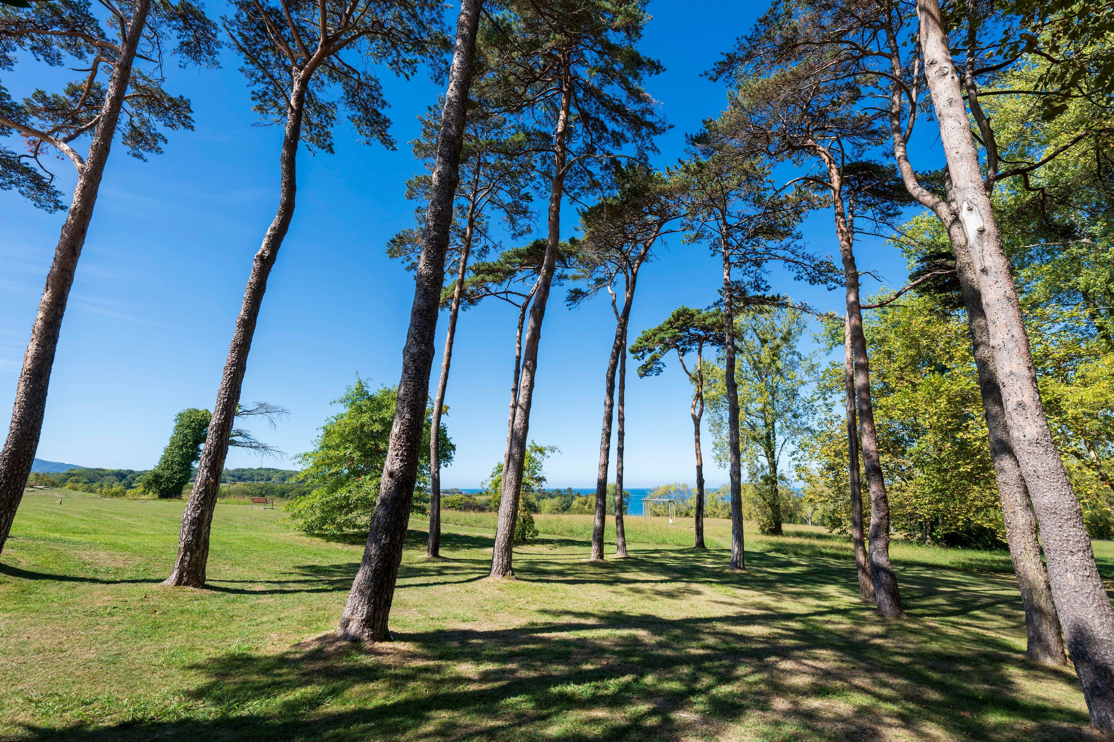 A park with tall trees and a clear sky.