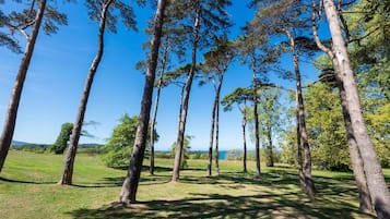 Un parque con árboles altos y cielo despejado.