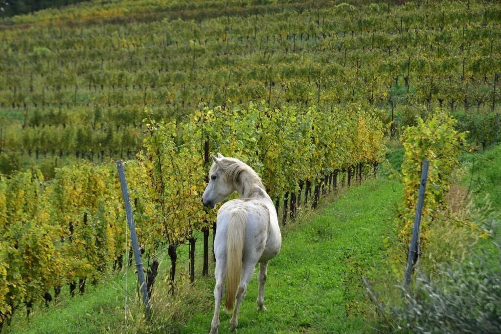 Un caballo en un viñedo con hileras de vides.