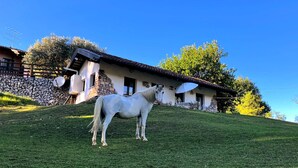 A white horse on a grassy slope with a stone wall and a building with a tiled roof in the background. - Tenuta Valdomini (Attimis)