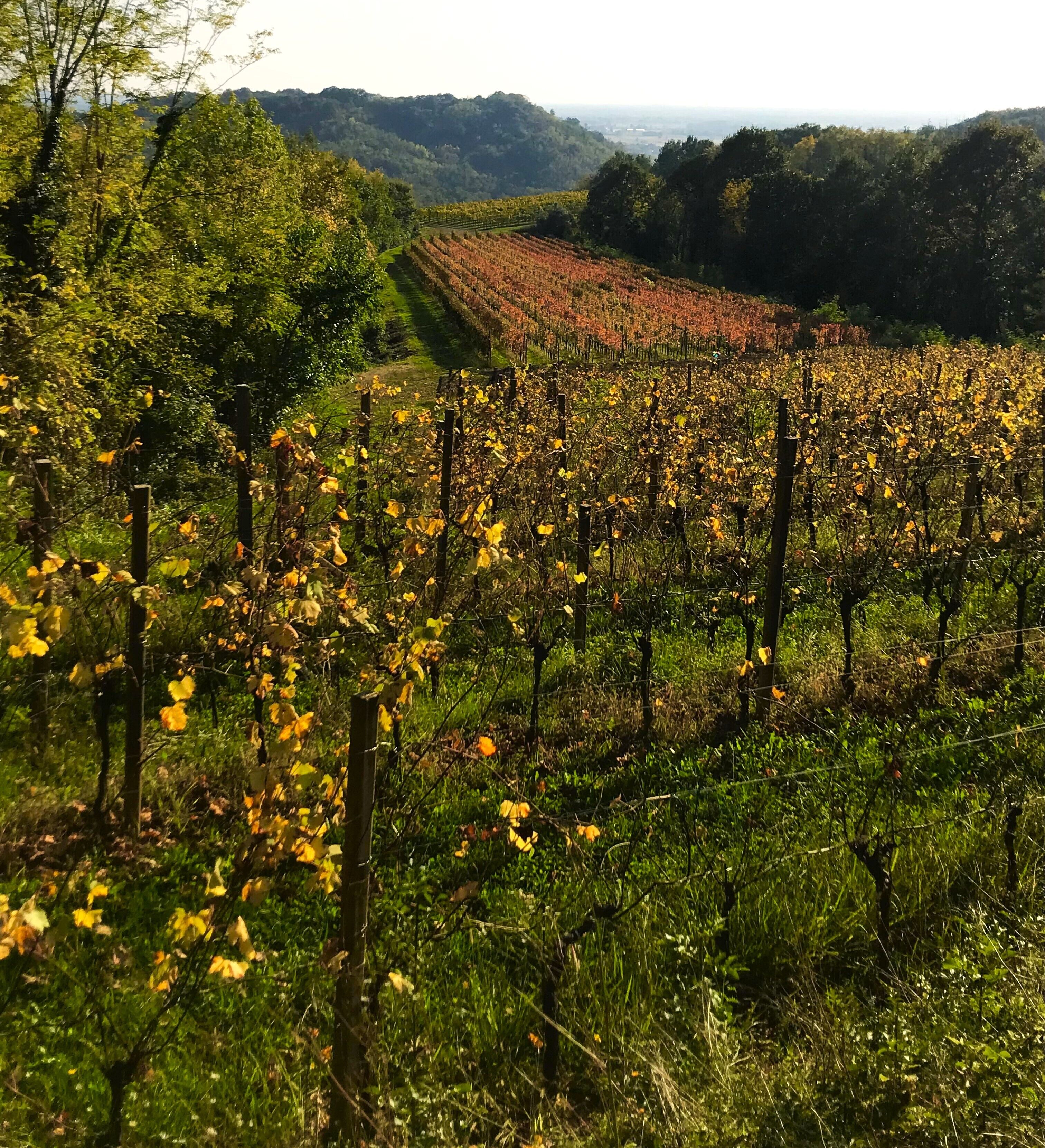 A vineyard with rows of grapevines, surrounded by greenery and hills in the background.