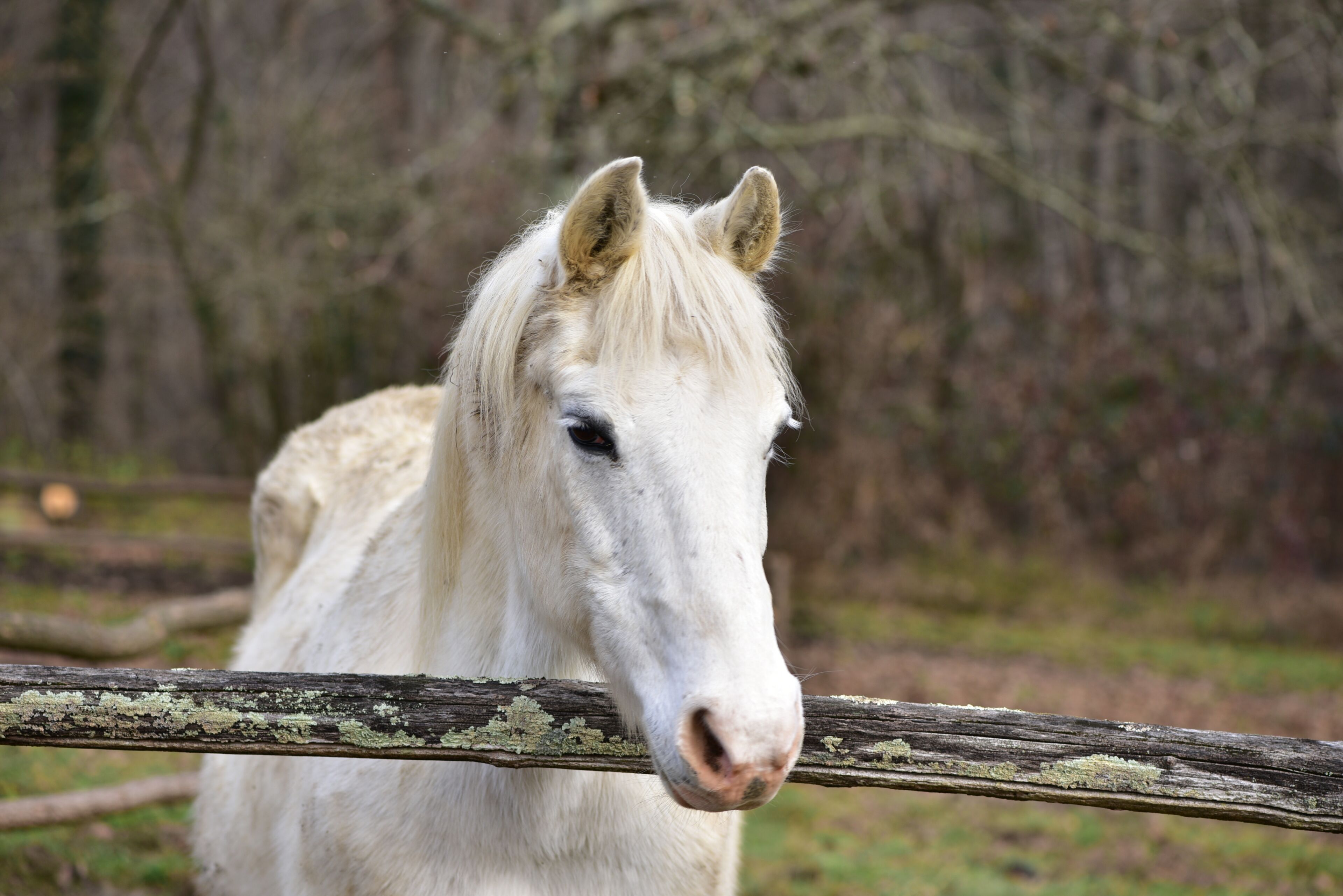 A white horse standing behind a wooden fence.