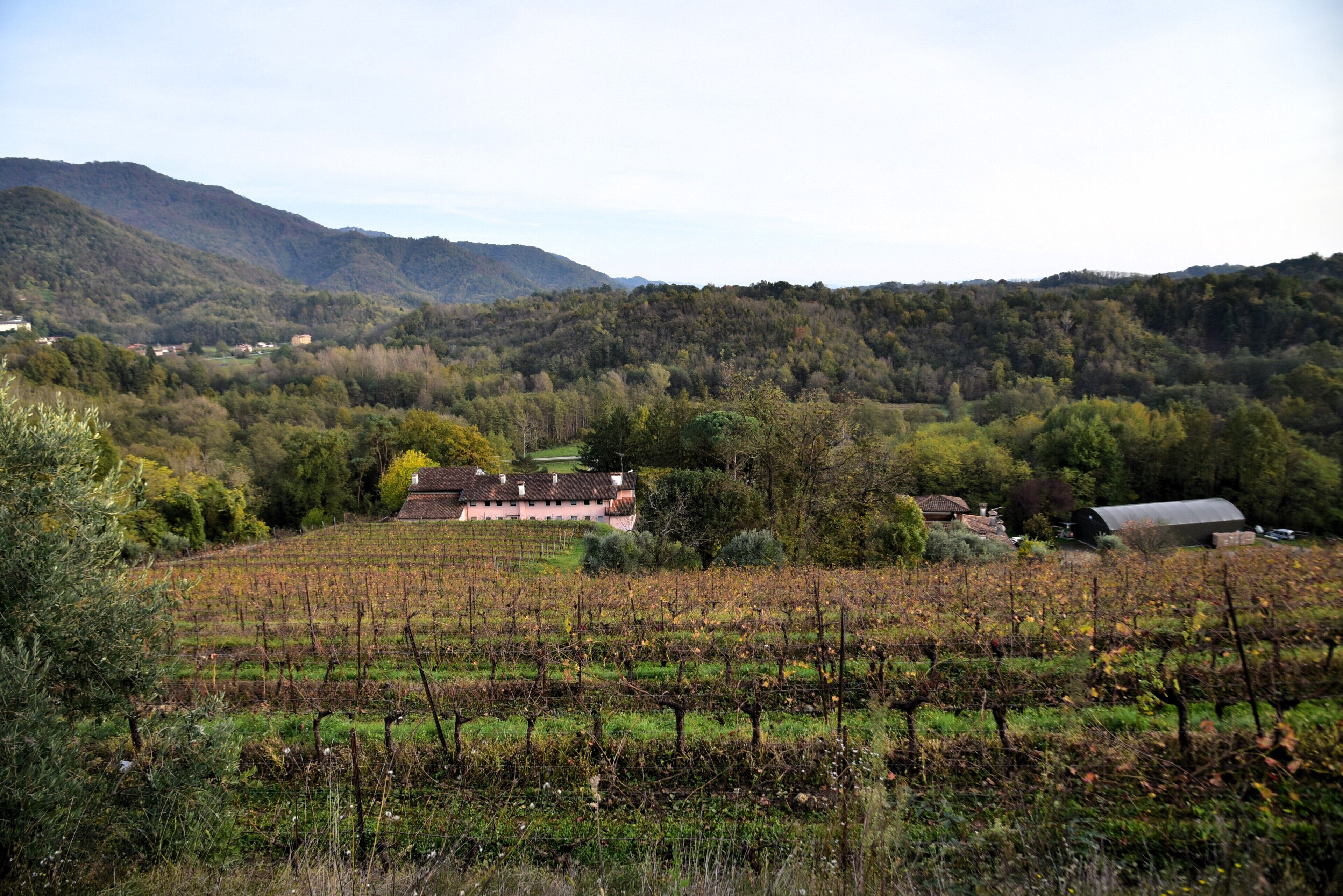 Ein Weinberg mit Reihen von Reben, ein Gebäude mit rotem Dach und Hügel im Hintergrund.