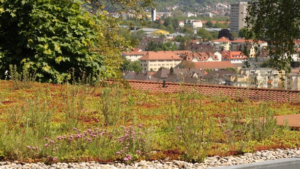 A rooftop garden with a variety of plants and flowers, a stone pathway, and a view of a town with buildings in the background.