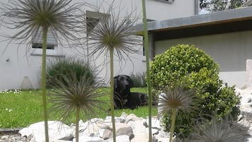A garden with rocks, a black dog, and a white building in the background.