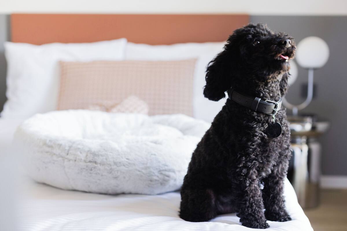 A black dog sitting on a bed with a white dog bed, a headboard, and a bedside table with a lamp.