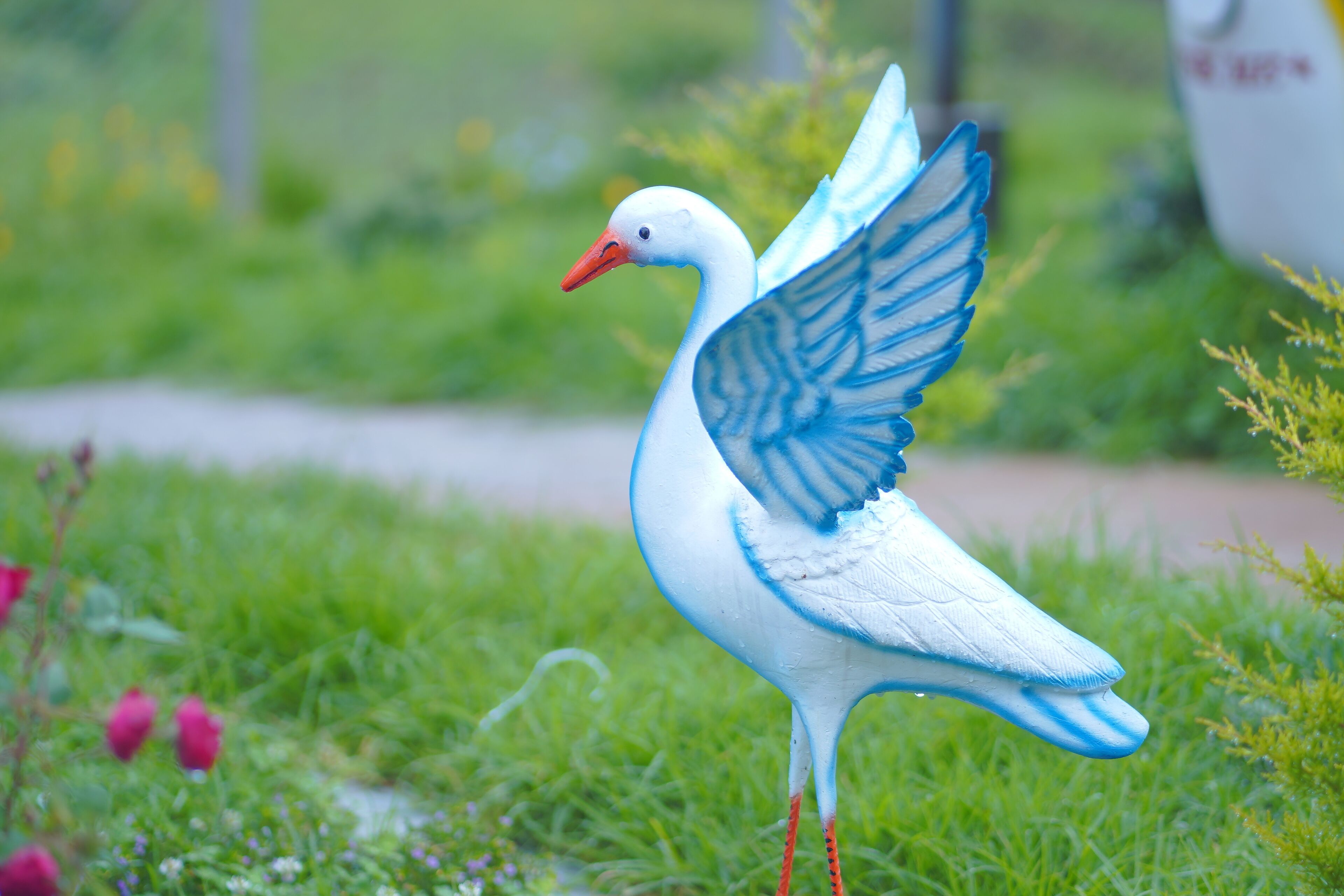 Un uccello bianco con ali azzurre in piedi sull'erba.