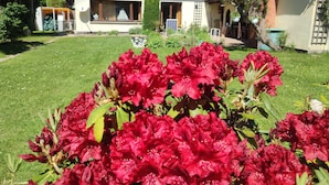 A house with a red-tiled roof, a garden with red flowers, and a clear blue sky.