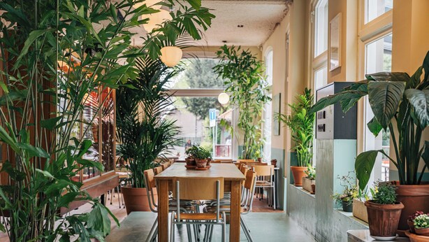 Un pasillo con una mesa y sillas de madera, rodeado de plantas en macetas.