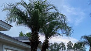 A residential house with a palm tree, a pathway, and various plants. - 3-bedroom house in pleasant Palm Coast with cool AC (Palm Coast)