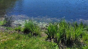 Une rivière paisible aux eaux claires, bordée d’une végétation luxuriante et d’arbres.