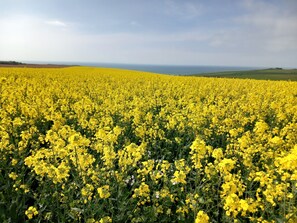 Miscellaneous - Guest Room "Ferme Des 4 Vents - Alizé" with Sea View and Wi-Fi (Audinghen)