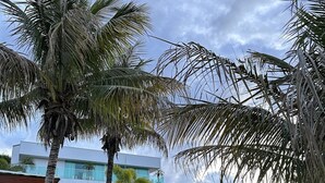 Un edificio moderno con fachada de vidrio, palmeras y un área verde.