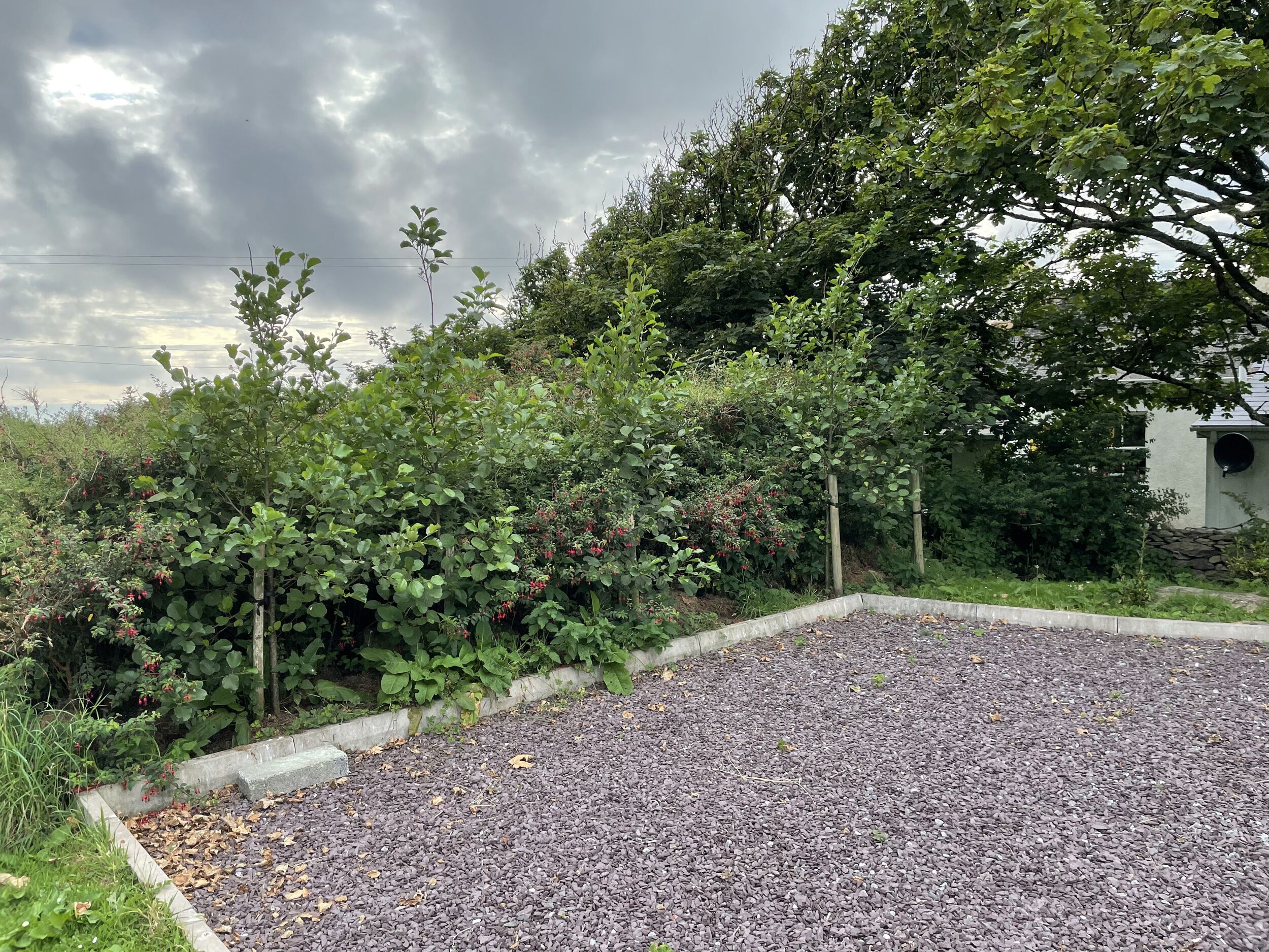 A garden with a gravel path, dense foliage, and a stone wall.
