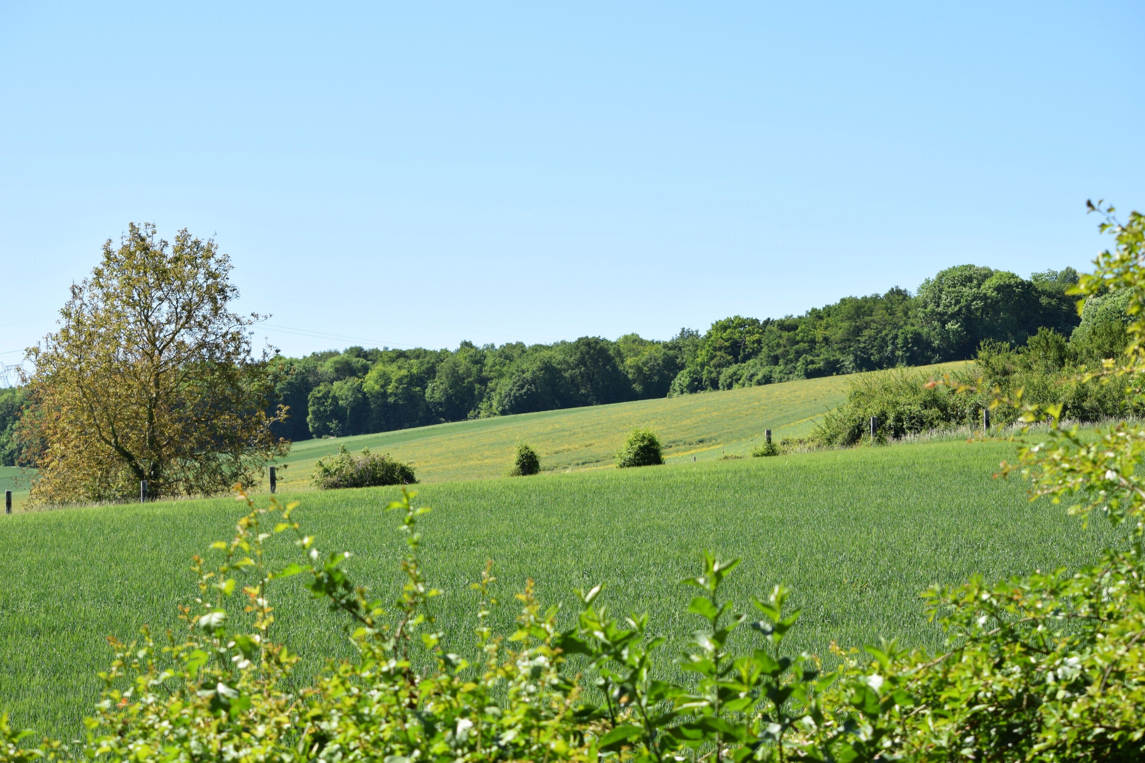 Ein grünes Feld mit einem Baum und einem Zaun im Vordergrund.