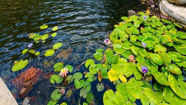 A waterfall cascading into a pond surrounded by rocks and greenery. - Bambu Villas Wellness Center (Amatlán)
