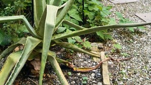 A garden with a variety of plants and flowers, a metal structure, and a building in the background. - Casa Rosa - hidden Garden with lake view (Fiumelatte)