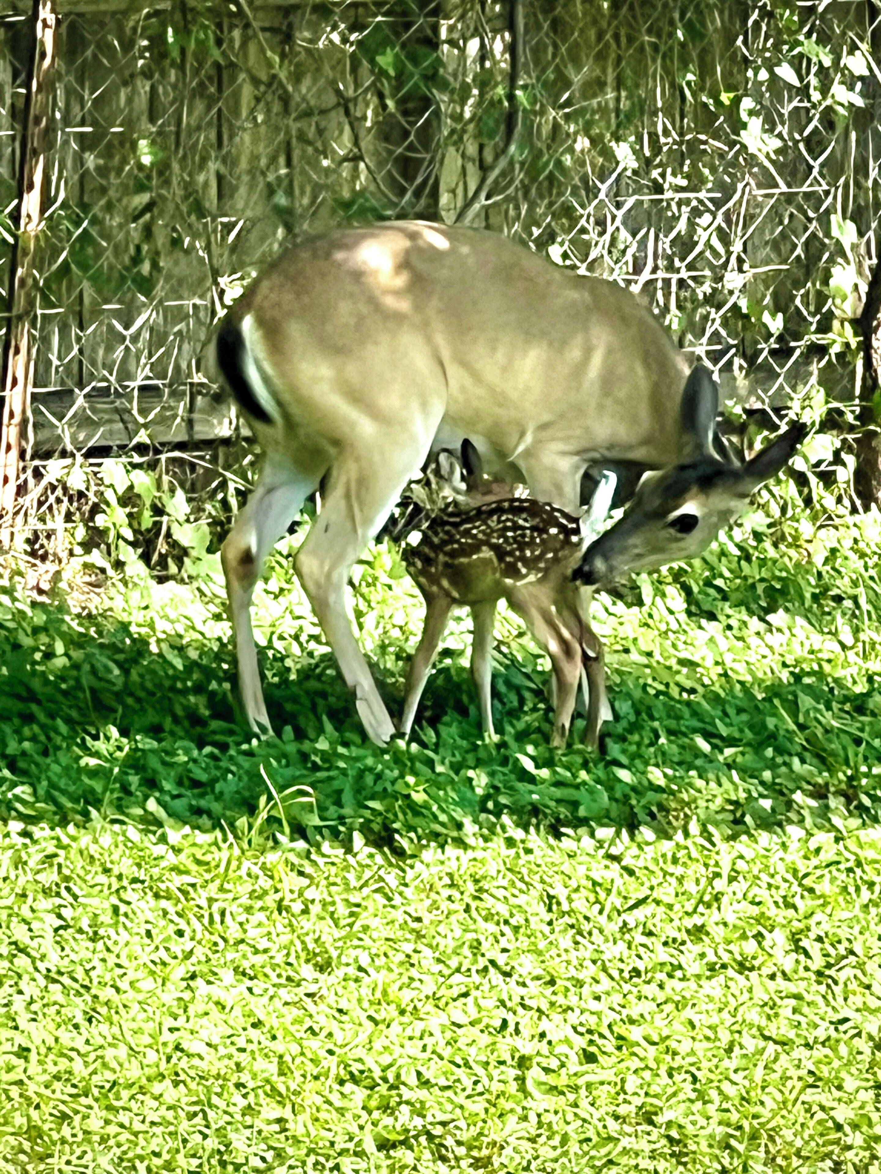 A deer with its fawn in a fenced area with green grass.