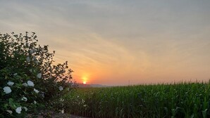 Un camí de grava que travessa un camp de blat amb un arbust de flors blanques a l'esquerra.
