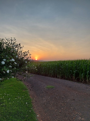 Un camino de grava que serpentea por un campo de maíz, con un arbusto de flores blancas a la izquierda.