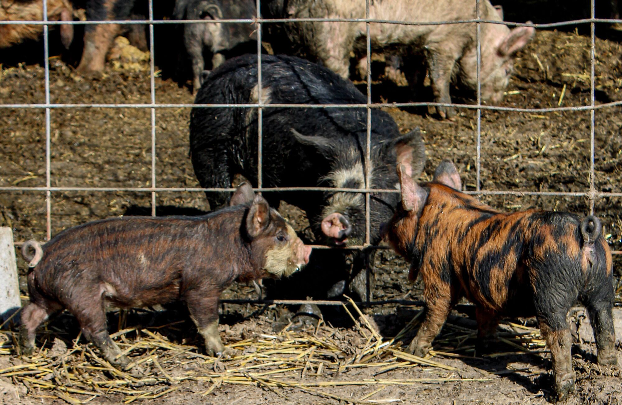 A pig enclosure with wire fencing and straw bedding.