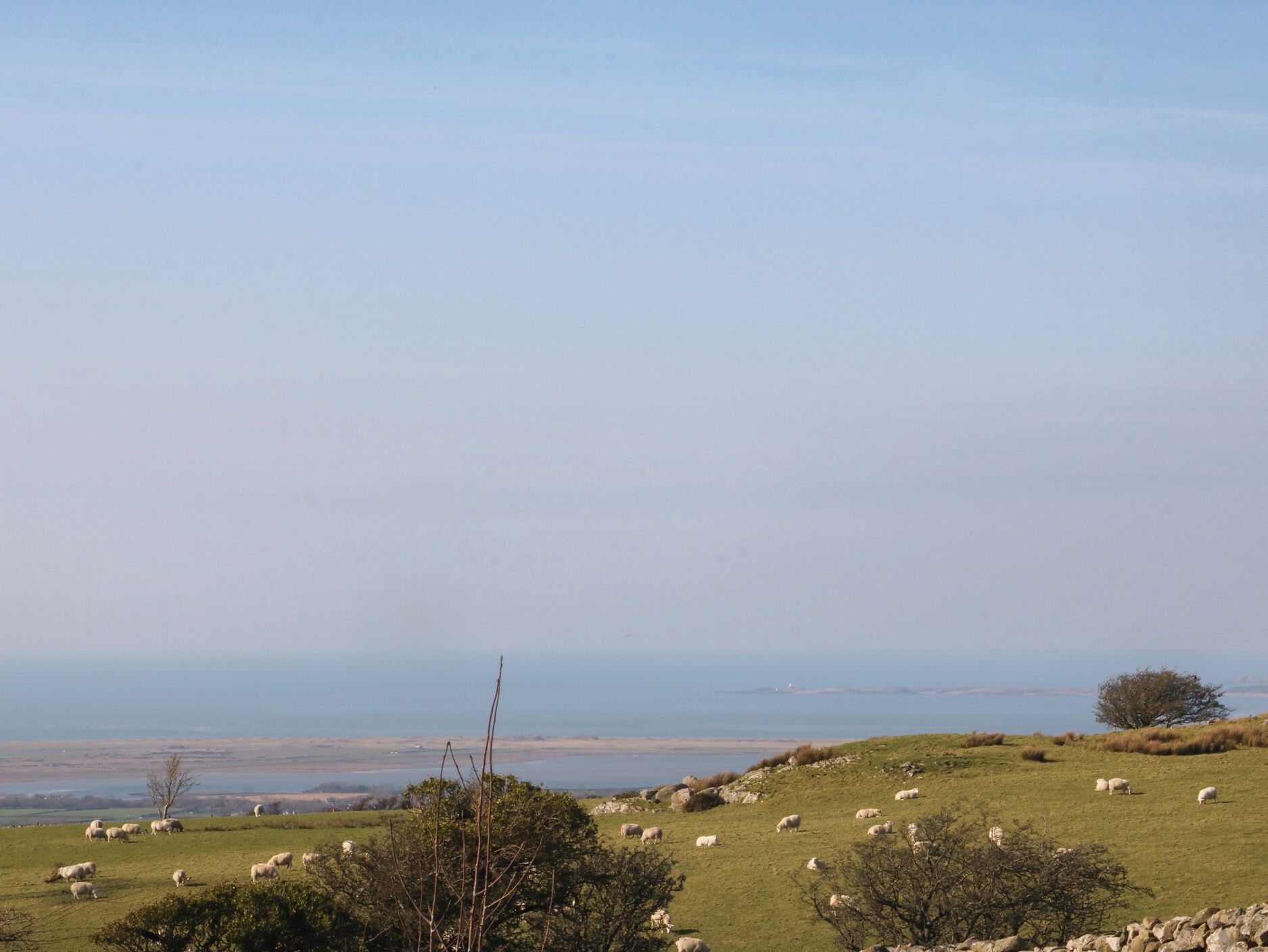 A coastal landscape with sheep grazing on a grassy hill, a clear sky, and a distant view of the sea.