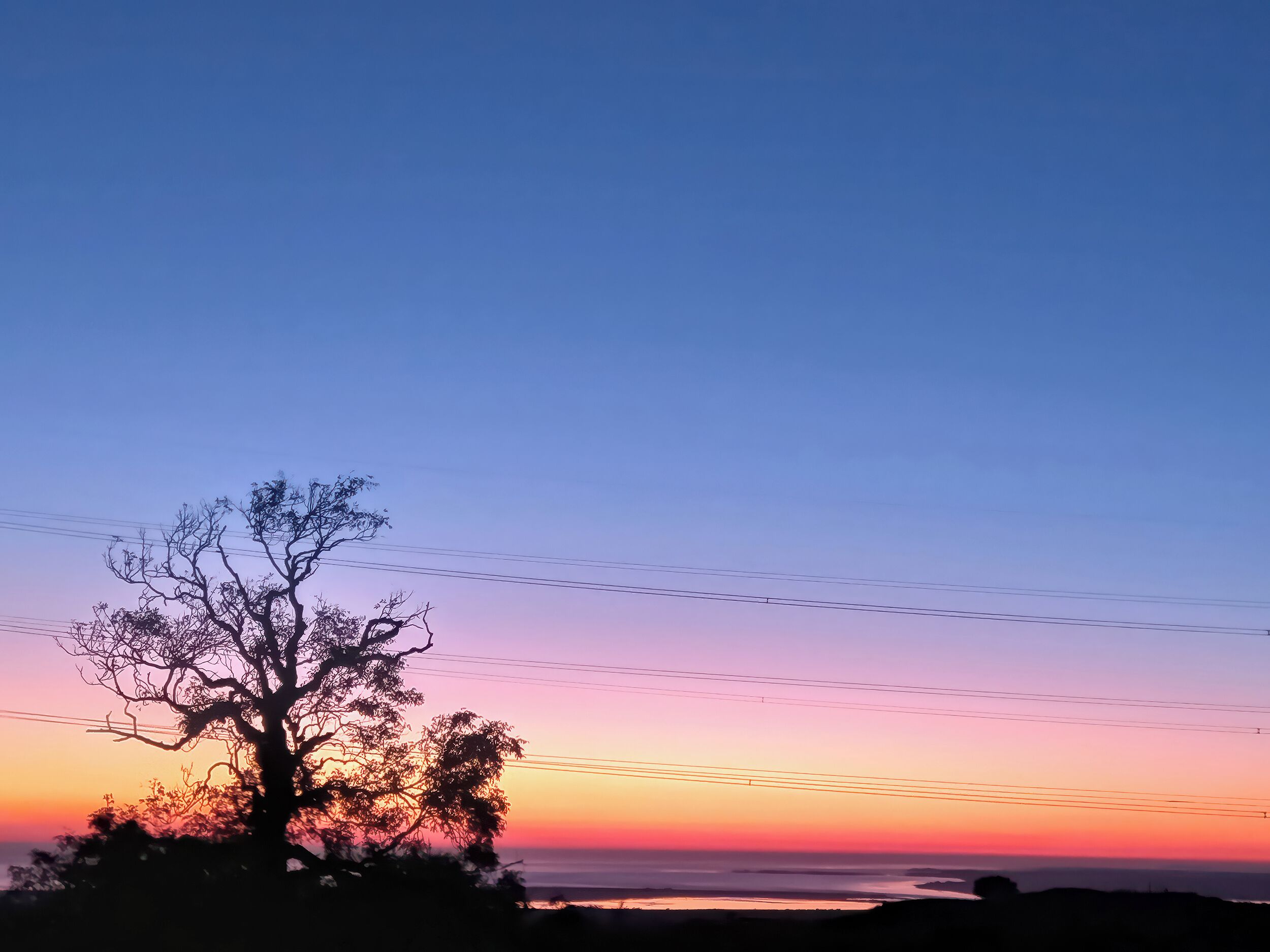Un arbre se détachant sur le ciel au coucher du soleil, avec des lignes électriques en arrière-plan.