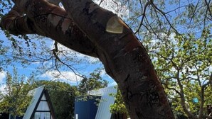 A tree with a plaque, a grassy area, and a building with a triangular roof. - Vila Tucunaré Chalés Premium - Camaçari (Camaçari)