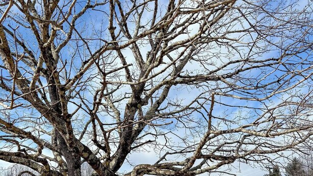 A building with a large tree in front, a parking lot, and a clear sky. - Blue Ridge Mountain Inn (Meadows Of Dan)