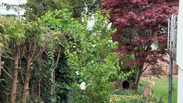 A garden with various plants, a pathway, and outdoor lighting fixtures. - Exceptional romantic vacation apartment Sonnenschein Weinheim am Waidsee (Weinheim)
