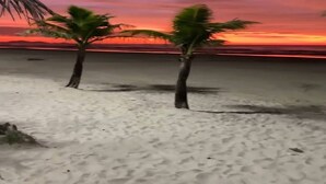 Une plage avec deux palmiers et un coucher de soleil.