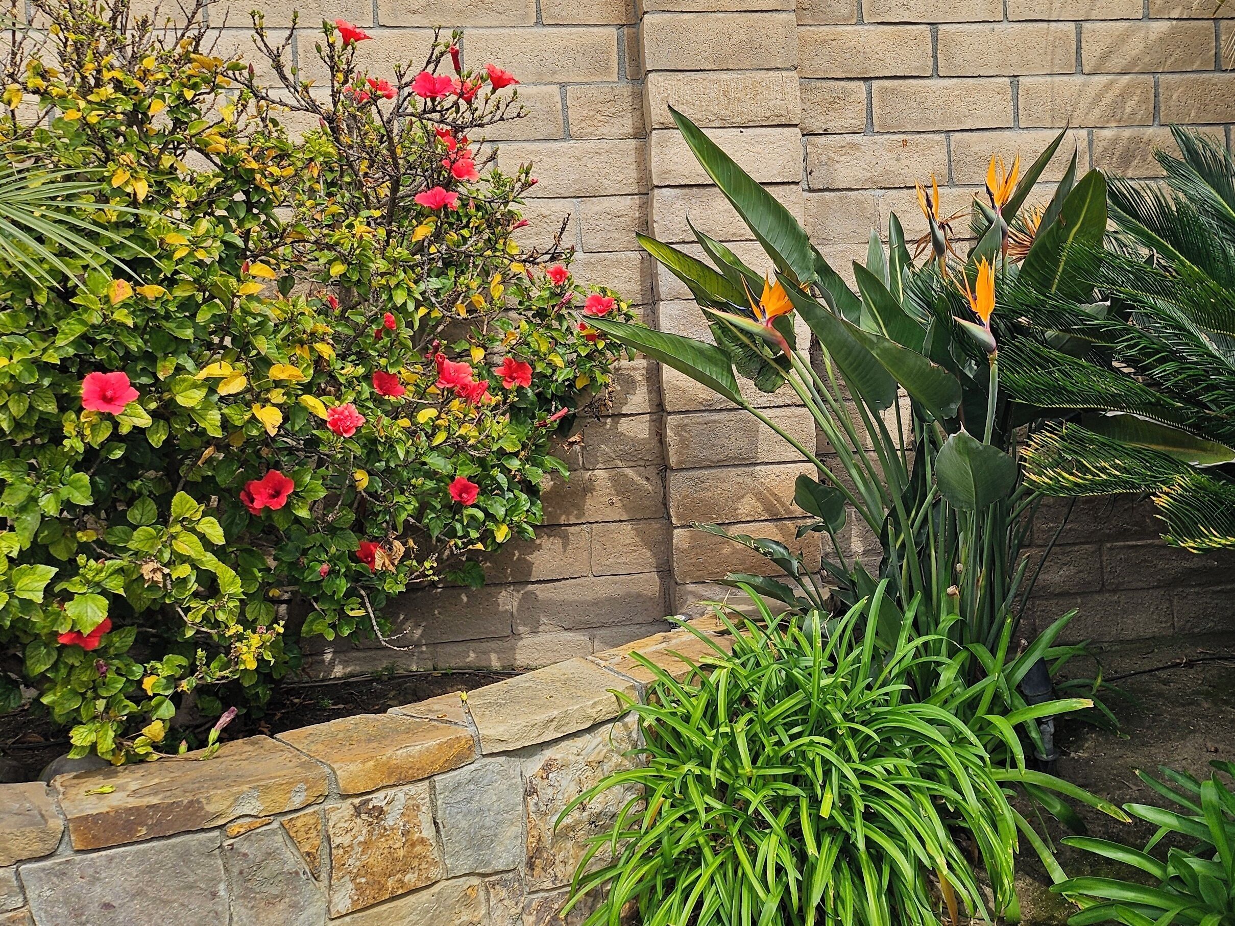 A garden with flowering plants and a stone wall.