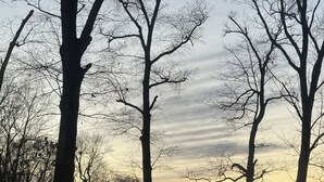 Una vista al atardecer con árboles desnudos y el silueta de un edificio lejano.
