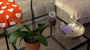 Uma sala de estar com sofá, mesa de centro, planta em vaso e uma tigela decorativa.