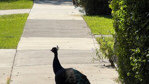 Um pavão caminhando sobre um caminho de concreto cercado por vegetação.
