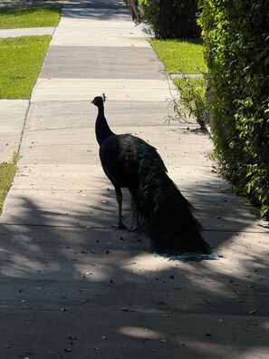 Miscellaneous - Welcoming 1-bedroom with AC (Waldorf)