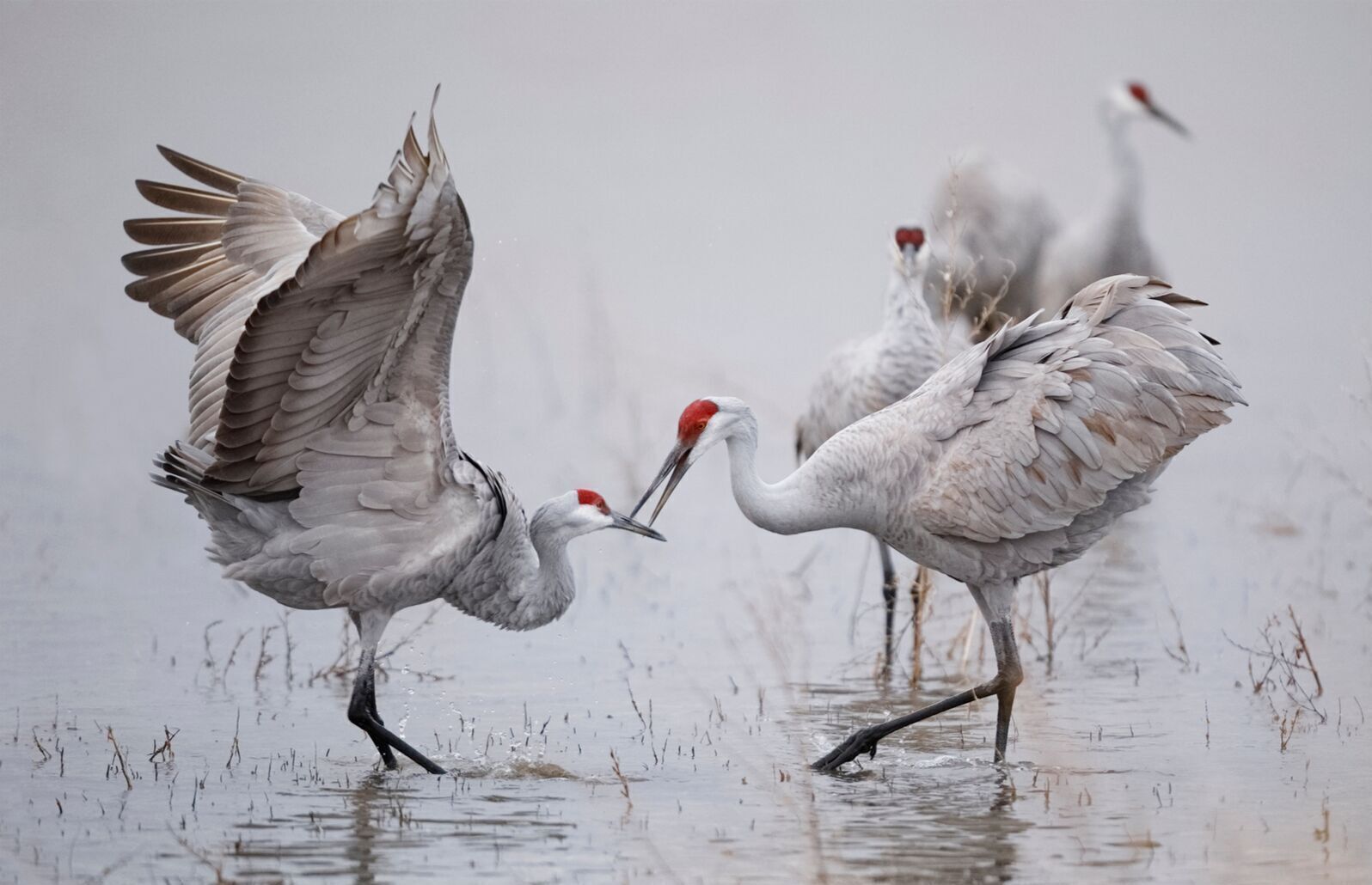 Dos aves en un cuerpo de agua poco profundo, posiblemente un humedal, con una volando y otra de pie.