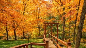 Un pont en bois dans une forêt aux couleurs automnales.