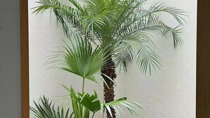 Un pequeño jardín con diversas plantas tropicales, entre ellas una palmera, helechos y una planta de hojas grandes.