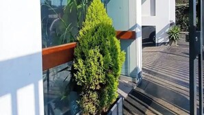 Ein modernes Gebäude mit großem Fenster, kleiner Topfpflanze und Holzgeländer.