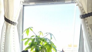 Kaksi kissaa istuu ikkunan ääressä, ja lähellä on ruukussa oleva kasvi.