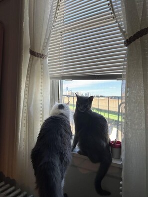 Interior - Semi-Private Sleeping Quarters in Red Hook, Brooklyn (Brooklyn)