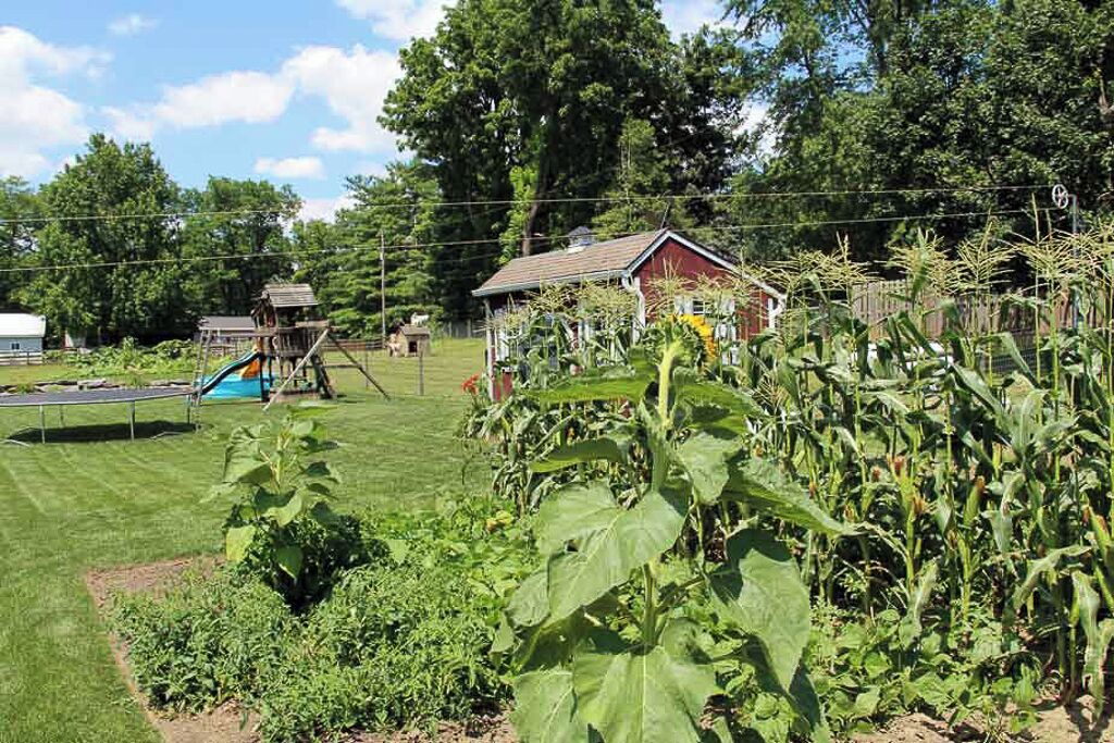 A residential area with a playground, a small house, and a cornfield.