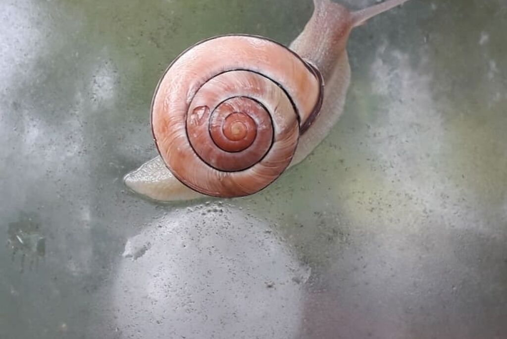 A snail on a wet surface.