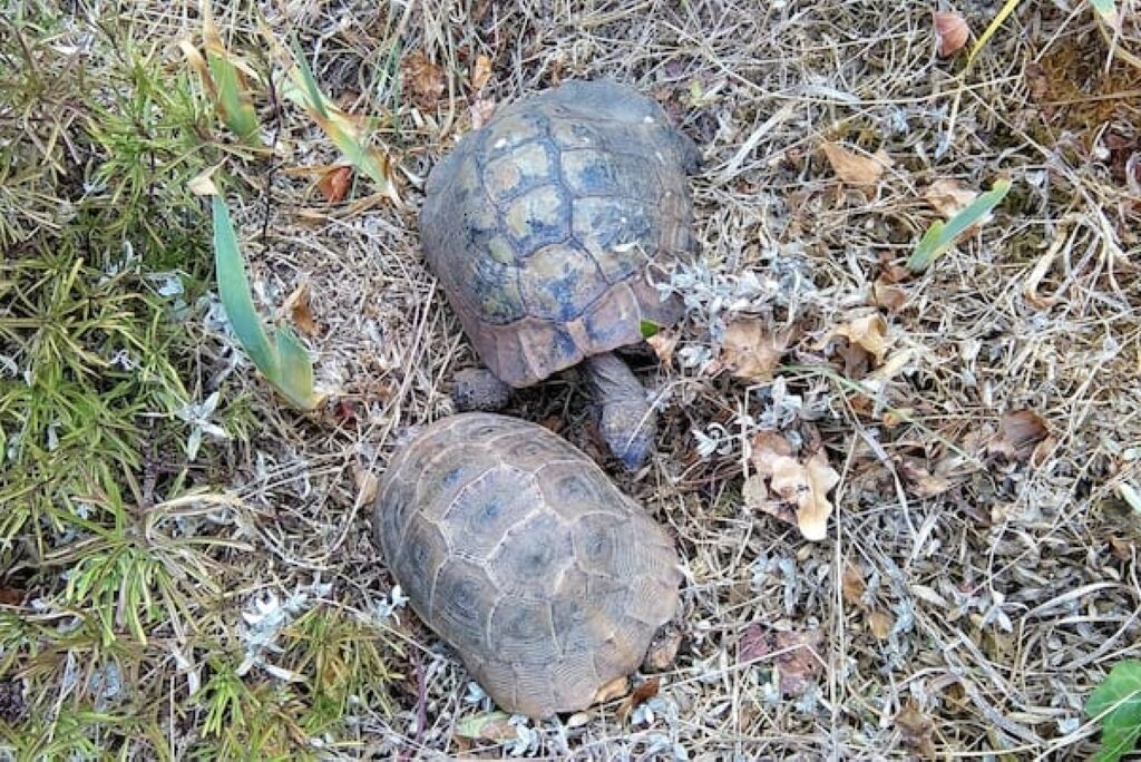 Due tartarughe sull'erba secca, con vegetazione rada.