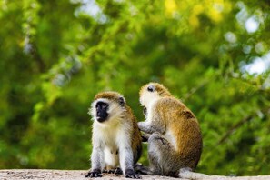 Miscellaneous - SAMBURU ELEPHANT LODGE (Samburu)